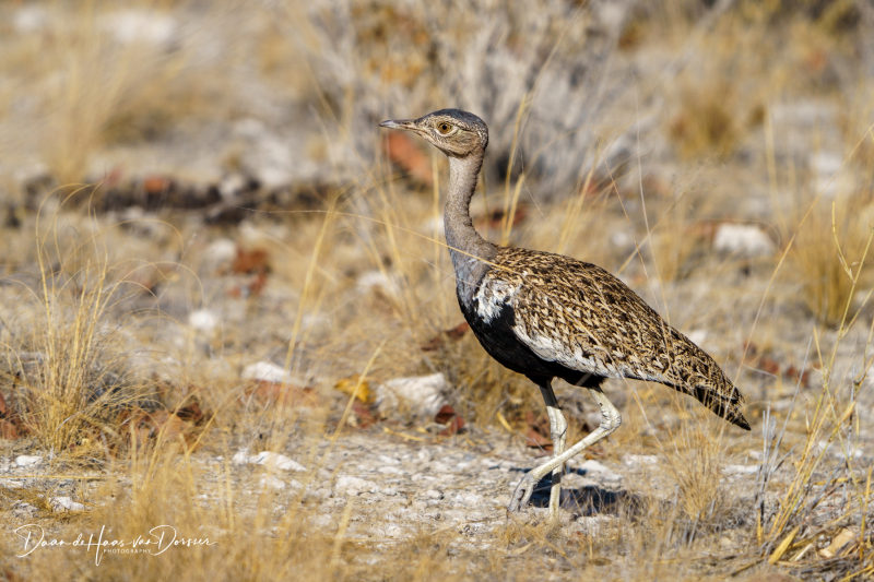 Botswana-Namibie-0028
